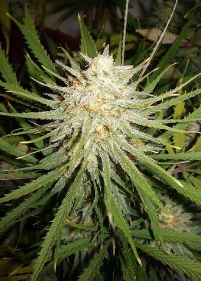 (Bild für) Cinderella 99 Feminised Seeds