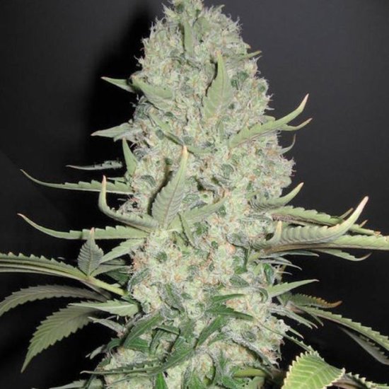 (Bild für) White Widow x Big Bud Feminised Seeds