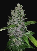 (Bild für) Frozen Afghan Mintz Feminised Seeds