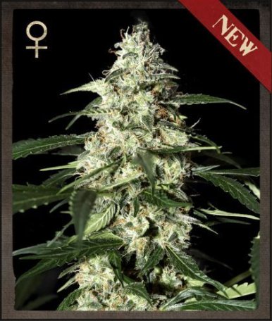 (Bild für) Skunk Auto Feminised Seeds