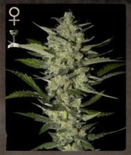 (Bild für) Flowerbomb Kush Feminised Seeds