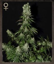 (Bild für) White Strawberry Skunk Feminised Seeds