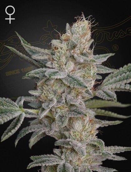 (Bild für) Super Lemon Haze x RS11 Feminised Seeds