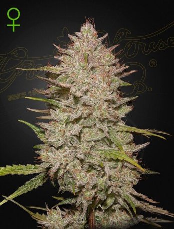 (Bild für) Chemical Candy Auto Feminised Seeds