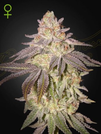 (Bild für) Black Toffee Auto Feminised Seeds