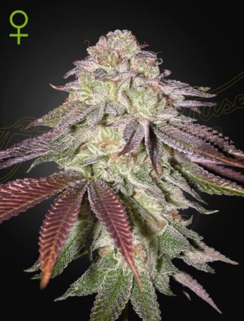 (Bild für) Sugarlato Auto Feminised Seeds