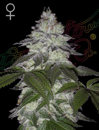 (Bild für) Milky Dreams Feminised Seeds