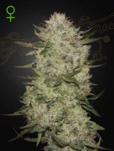 (Bild für) Highcloudz Auto Feminised Seeds