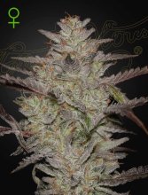 (Bild für) Alienz Auto Feminised Seeds