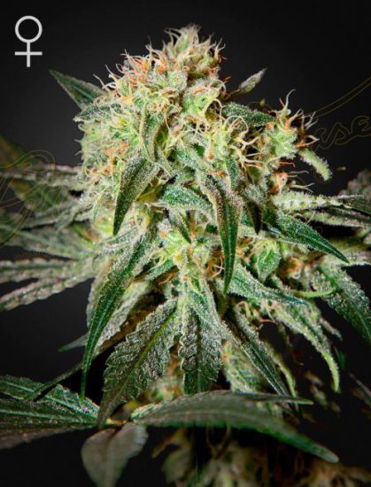 (Bild für) Damn Sour Feminised Seeds