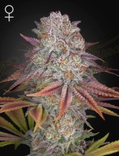 (Bild für) Pulp Friction Feminised Seeds