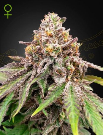 (Bild für) Blue Haze x Gelato 41 Auto Feminised Seeds