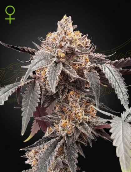 (Bild für) Guava x Gelato 41 Auto Feminised Seeds