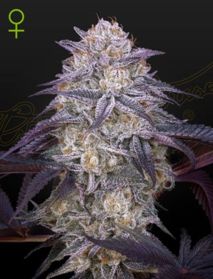 (Bild für) King's Juice Auto Feminised Seeds