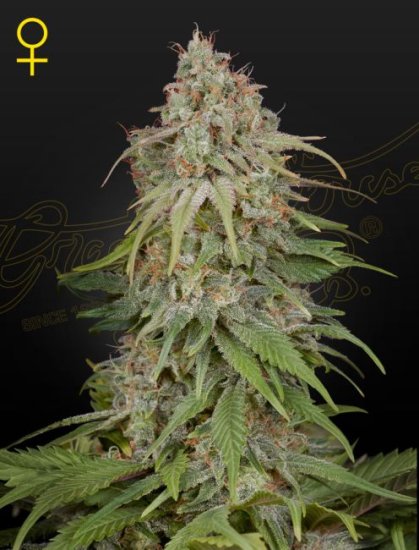 (Bild für) GH Amnesia Feminised Seeds