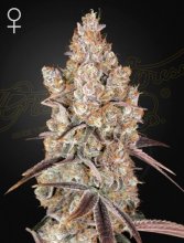 (Bild für) Holy Snow Feminised Seeds