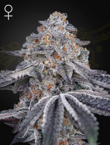 (Bild für) Velvet Moon Feminised Seeds