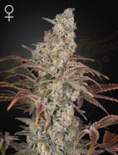 (Bild für) Jack's Dream Feminised Seeds