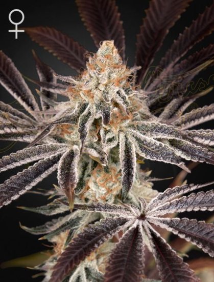 (Bild für) Dark Phoenix Feminised Seeds