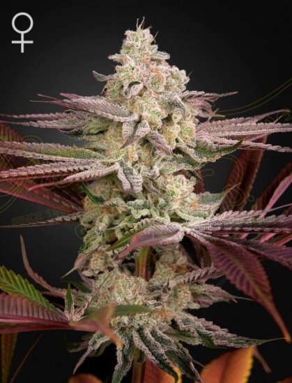 (Bild für) Chemical Bride Feminised Seeds