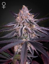 (Bild für) King's Juice Feminised Seeds