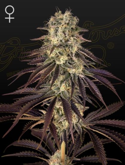 (Bild für) Kong's Krush Feminised Seeds