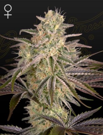 (Bild für) Cloud Walker Feminised Seeds