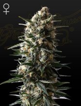 (Bild für) Bubba Slush Feminised Seeds