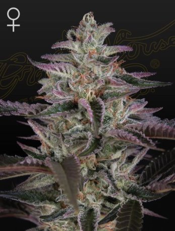 (Bild für) Banana Krumble Feminised Seeds