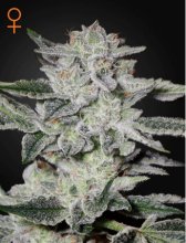 (Bild für) Sweet Valley Kush Feminised Seeds