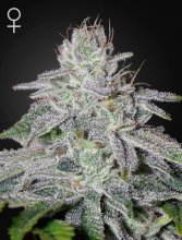 (Bild für) Franco's Lemon Cheese Feminised Seeds