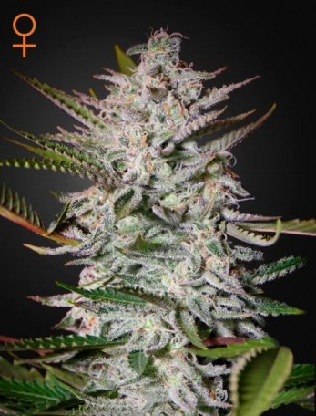 (Bild für) Holy Punch Feminised Seeds