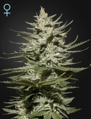 (Bild für) The Church CBD Feminised Seeds