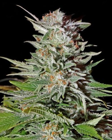 (Bild für) Super Lemon Haze Auto Feminised Seeds