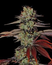 (Bild für) King's Kush Auto Feminised Seeds