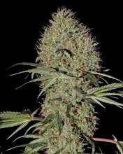 (Bild für) Super Bud Auto Feminised Seeds