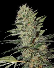 (Bild für) Exodus Cheese Auto Feminised Seeds