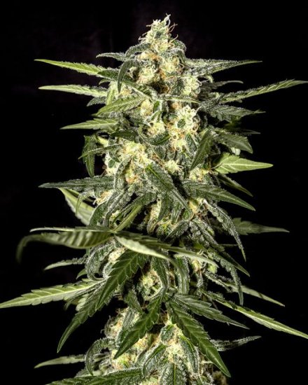 (Bild für) Jack Herer Auto Feminised Seeds