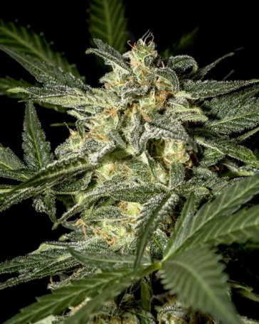 (Bild für) White Widow Auto Feminised Seeds