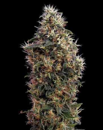 (Bild für) Sweet Mango Auto Feminised Seeds