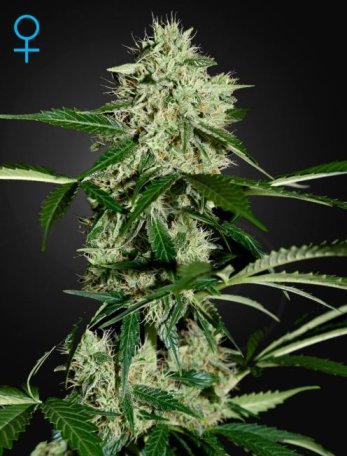 (Bild für) Northern Lights Auto Feminised Seeds