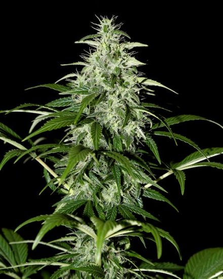 (Bild für) Kalashnikova Auto Feminised Seeds