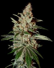 (Bild für) Chem Dog Feminised Seeds