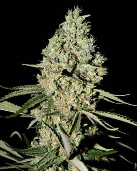 (Bild für) Super Critical Feminised Seeds