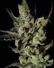 (Bild für) Exodus Cheese Feminised Seeds