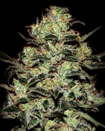 (Bild für) Moby Dick Feminised Seeds