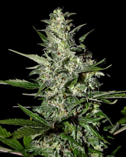 (Bild für) Super Critical Auto Feminised Seeds