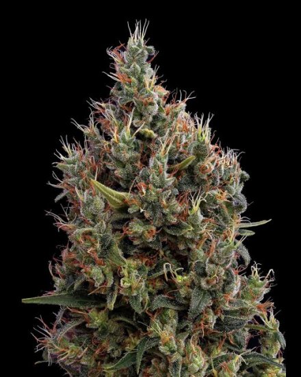 (Bild für) Big Bang Auto Feminised Seeds