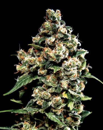 (Bild für) Jack Herer Feminised Seeds