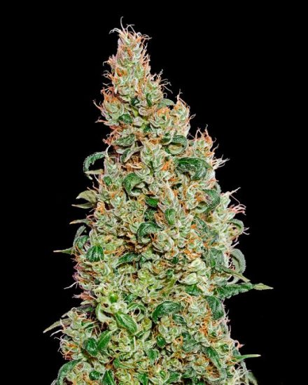 (Bild für) Green-O-Matic Auto Feminised Seeds